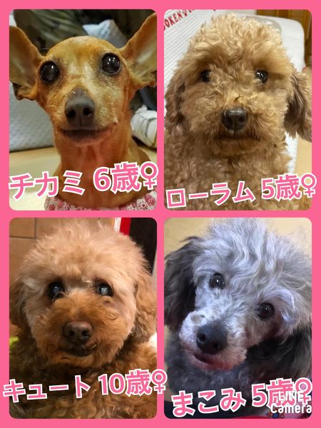 🐾今日の里親様募集中ワンコ🐶メンバーです🐾2022,4,11【保護犬カフェ天神橋店】